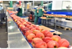 Fruit Packing Job